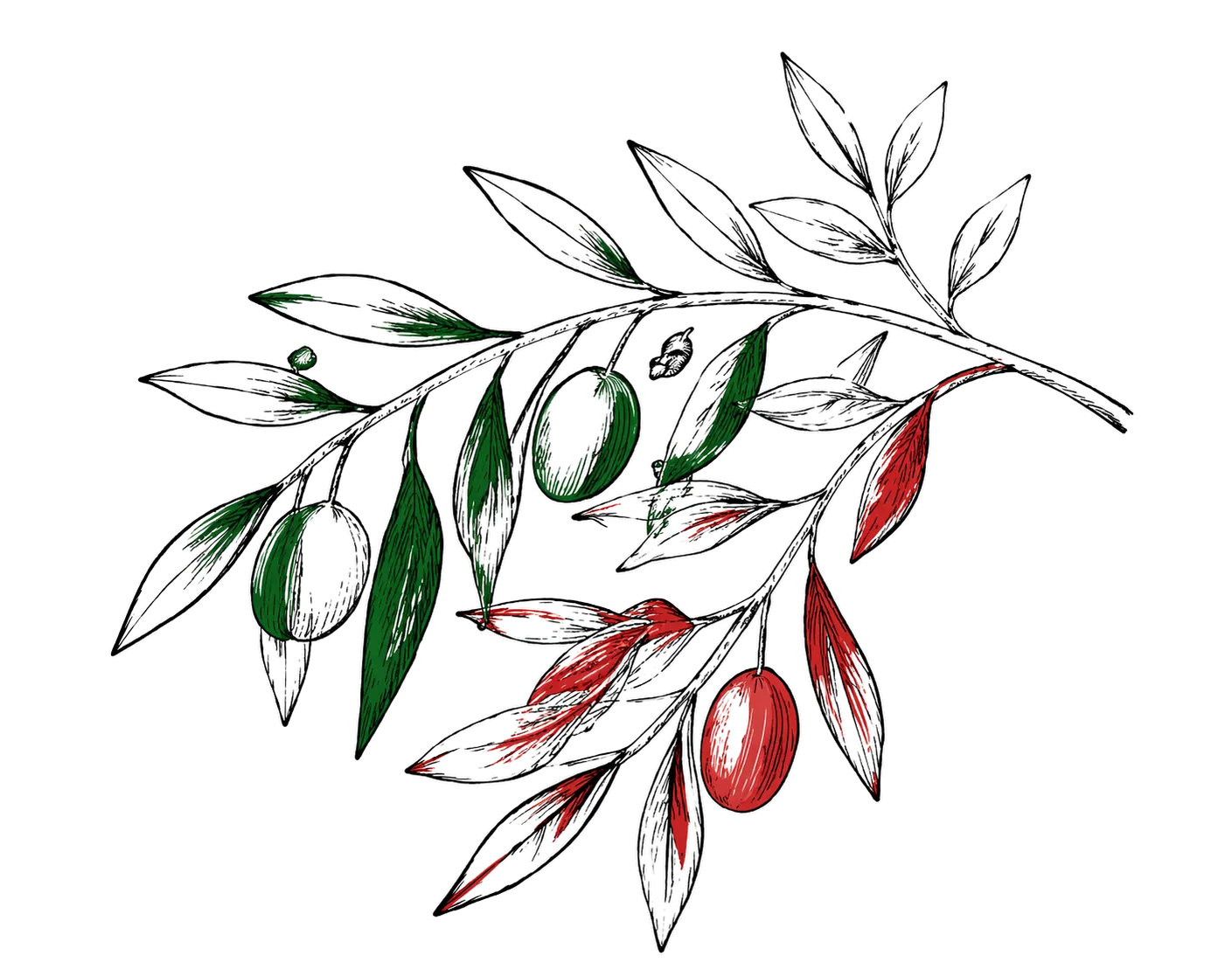Olivo